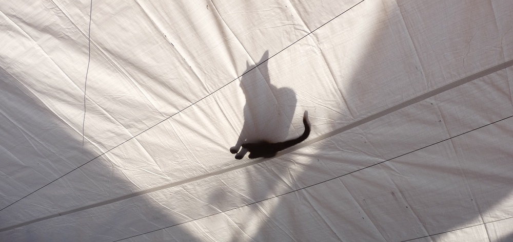 cat shadow